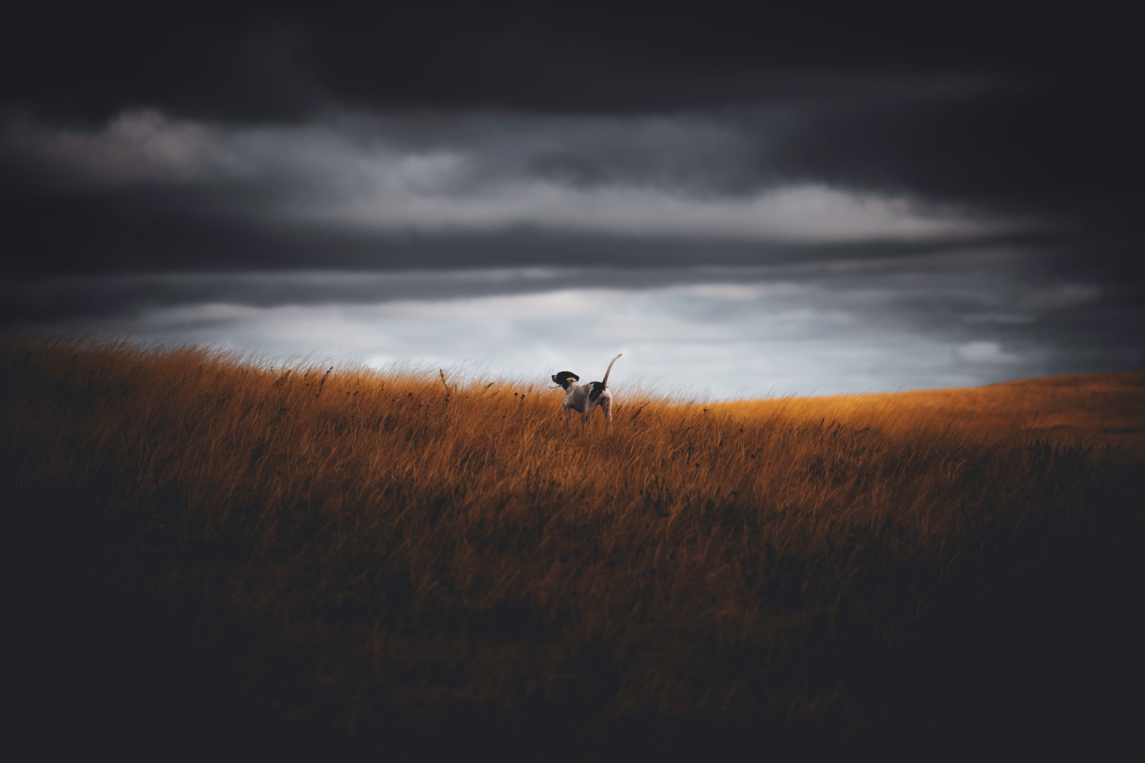 A dog standing in a grass field under a dark sky.
