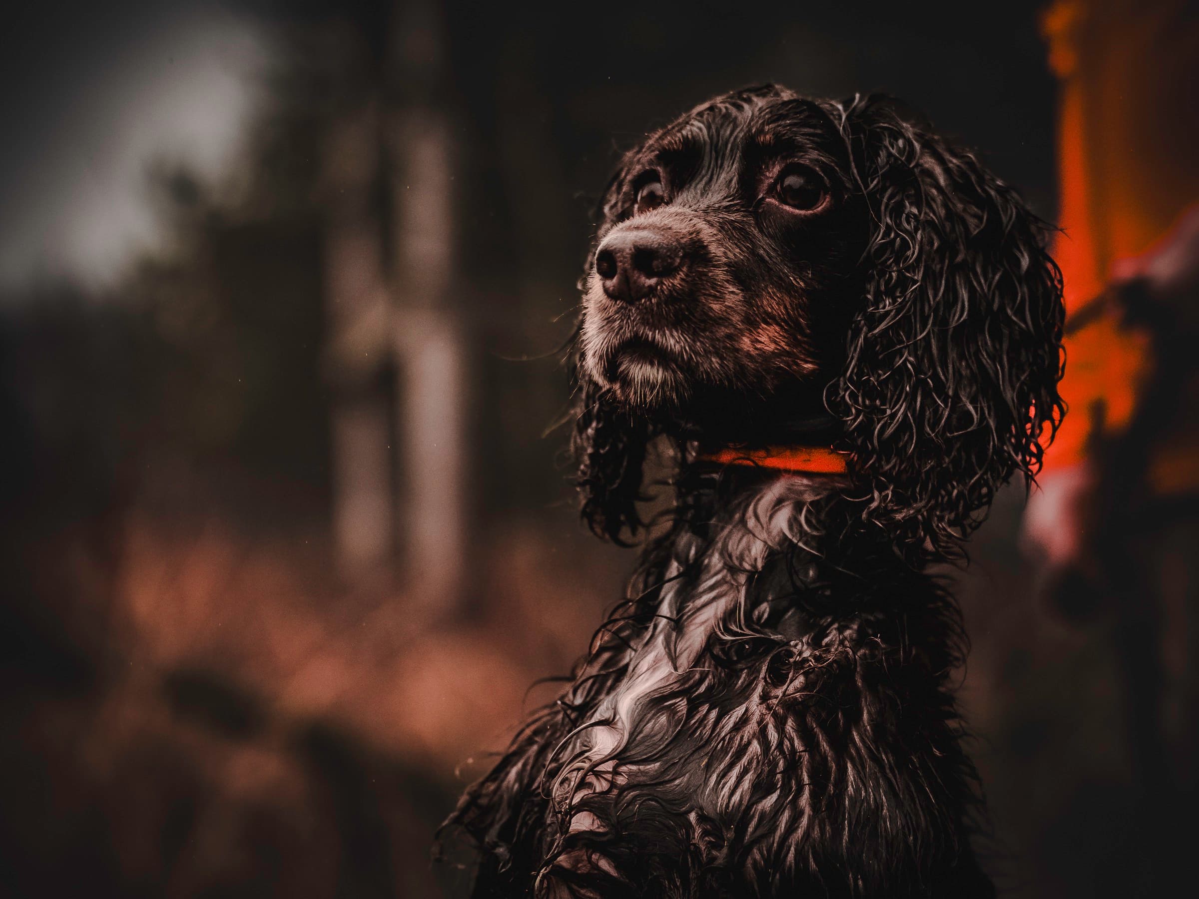 A close field portrait held in darkness with a small orange signal at the edge of the frame.