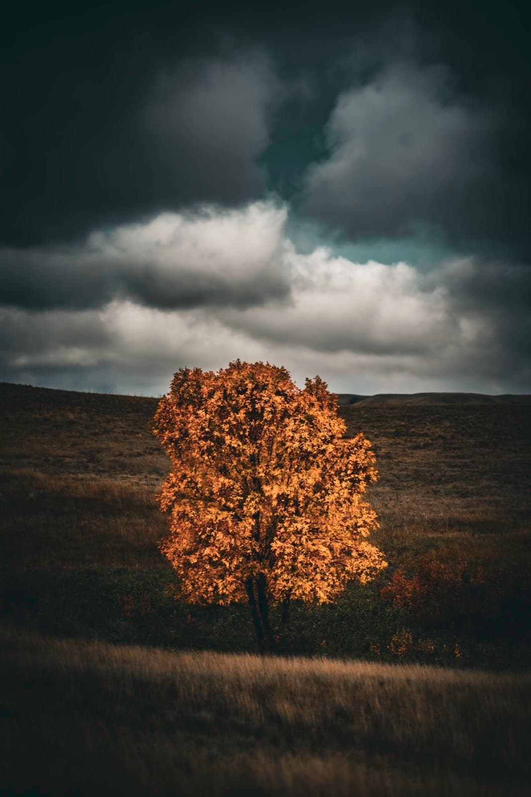A gold tree held under layered cloud.